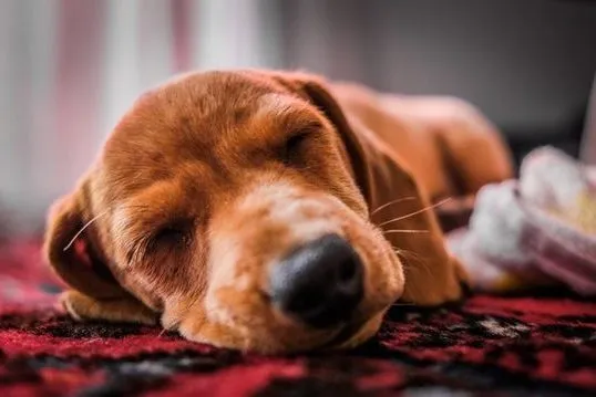 Sleeping dog