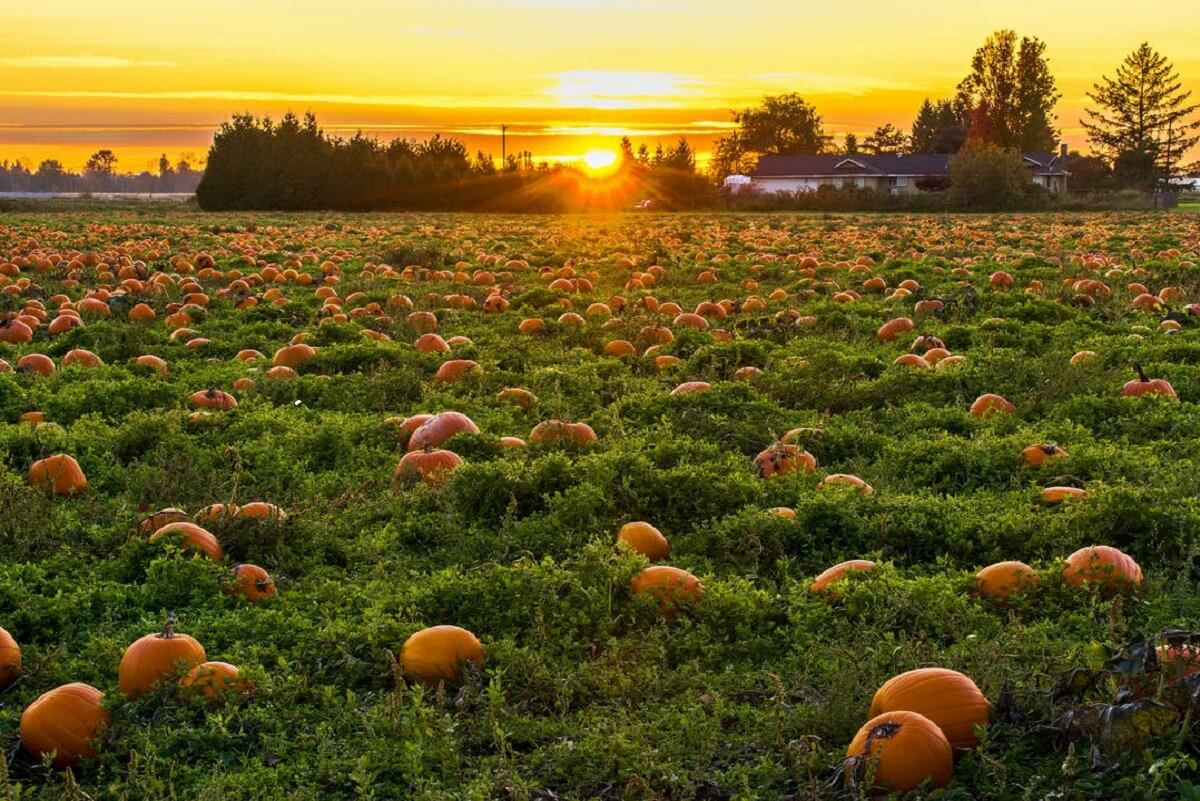 Autumn brings a delicious and healthy recipe.