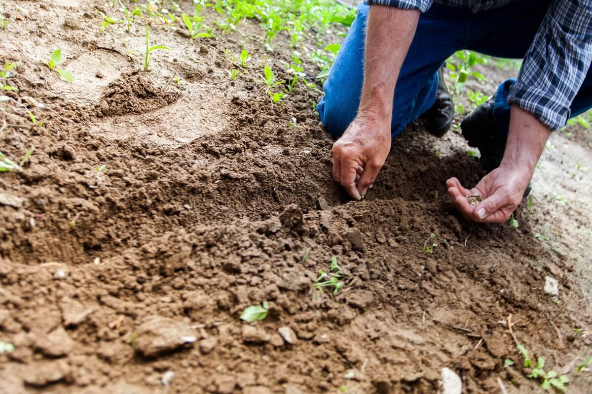 Your garden can help improve air quality, fight both soil erosion and pollution while saving energy.